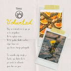 Preparación de Voluntad, tisana frutal natural revitalizante.